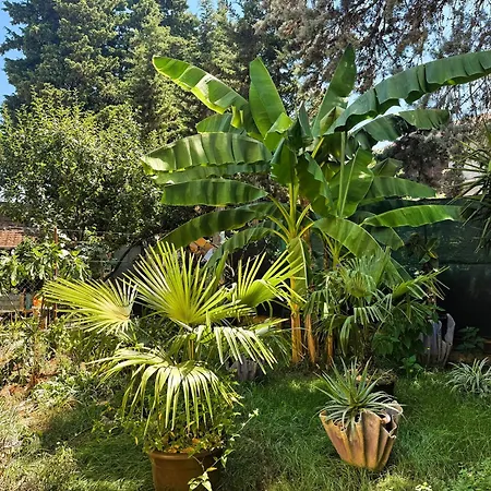 Apartman Green Oasis Near Borik Beach, *